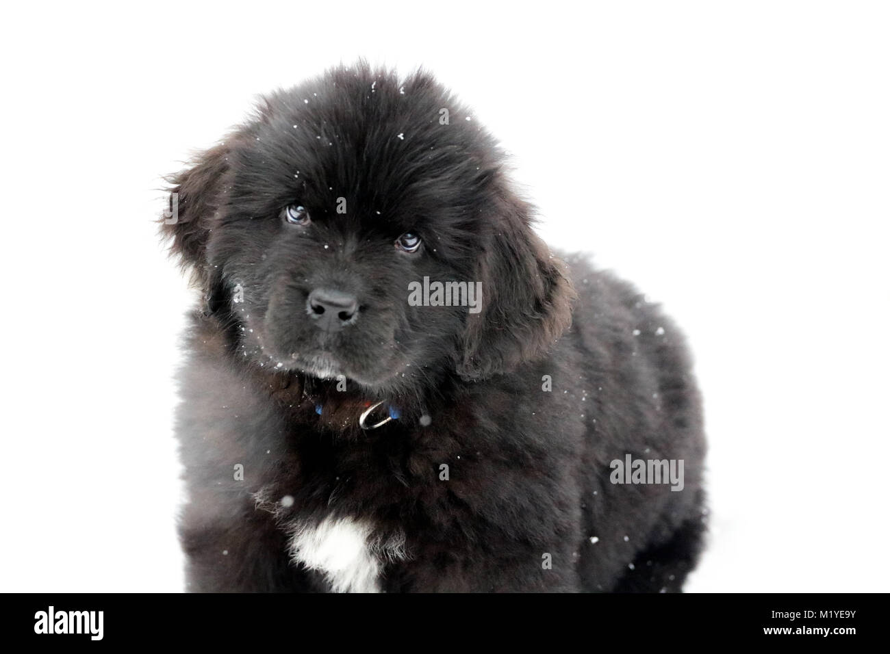 Cucciolo di Terranova riproduzione di neve Foto Stock