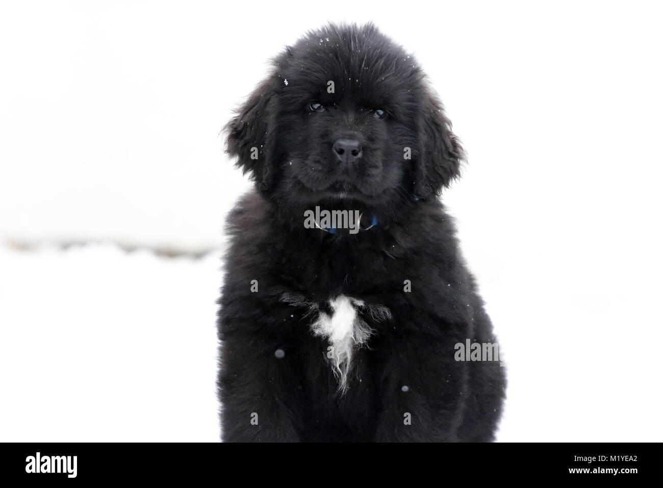 Cucciolo di Terranova riproduzione di neve Foto Stock