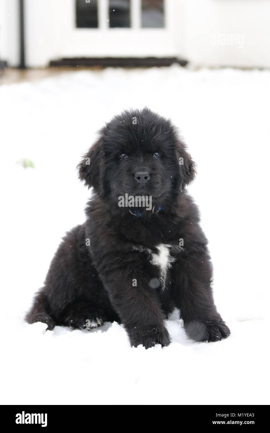 Cucciolo di Terranova riproduzione di neve Foto Stock