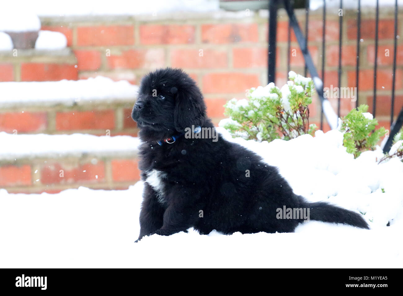 Cucciolo di Terranova riproduzione di neve Foto Stock