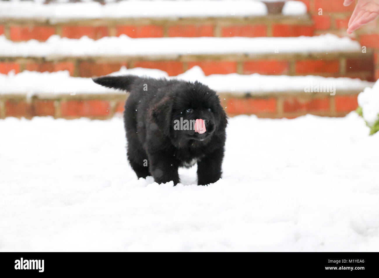 Cucciolo di Terranova riproduzione di neve Foto Stock