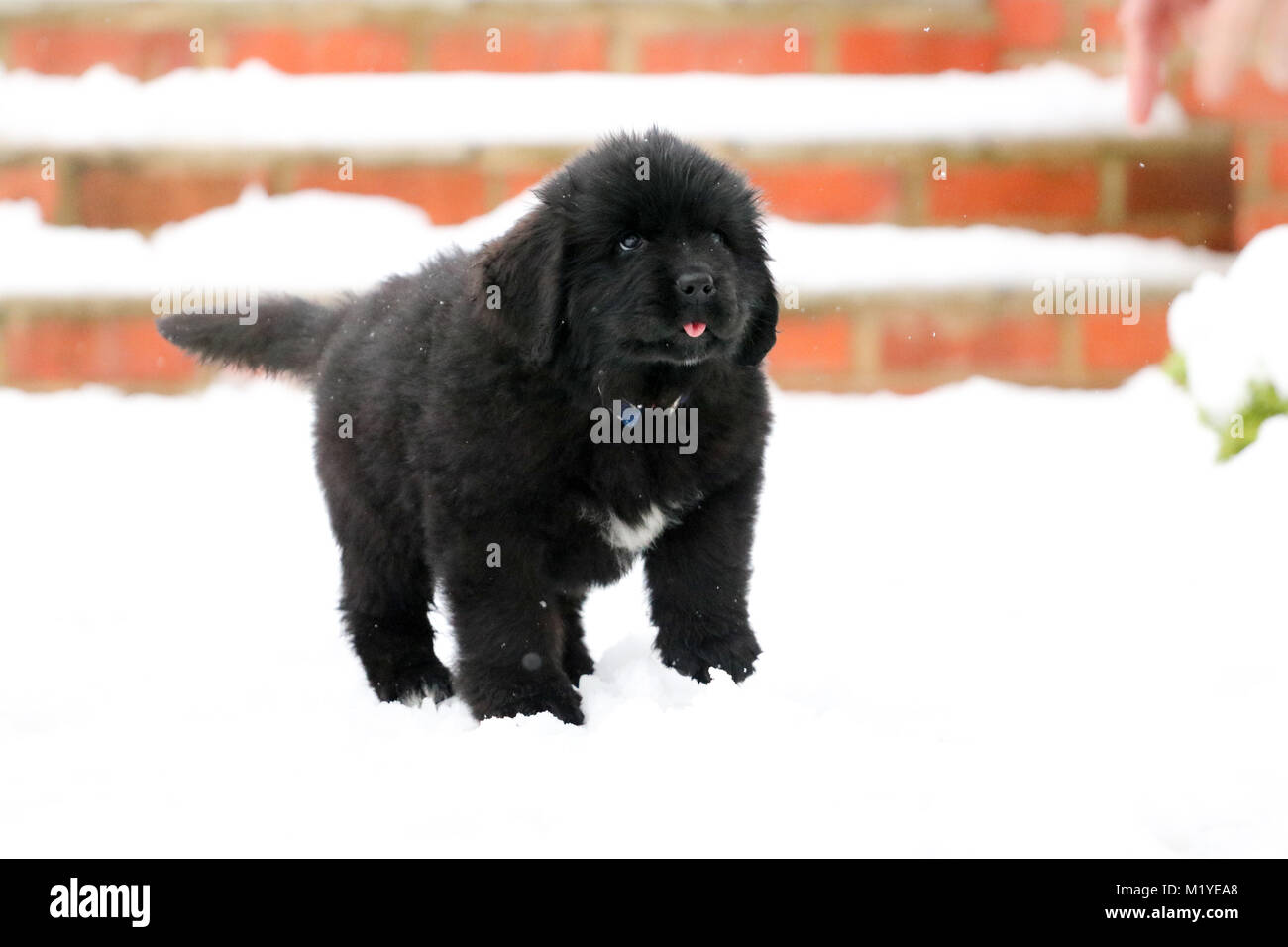 Cucciolo di Terranova riproduzione di neve Foto Stock