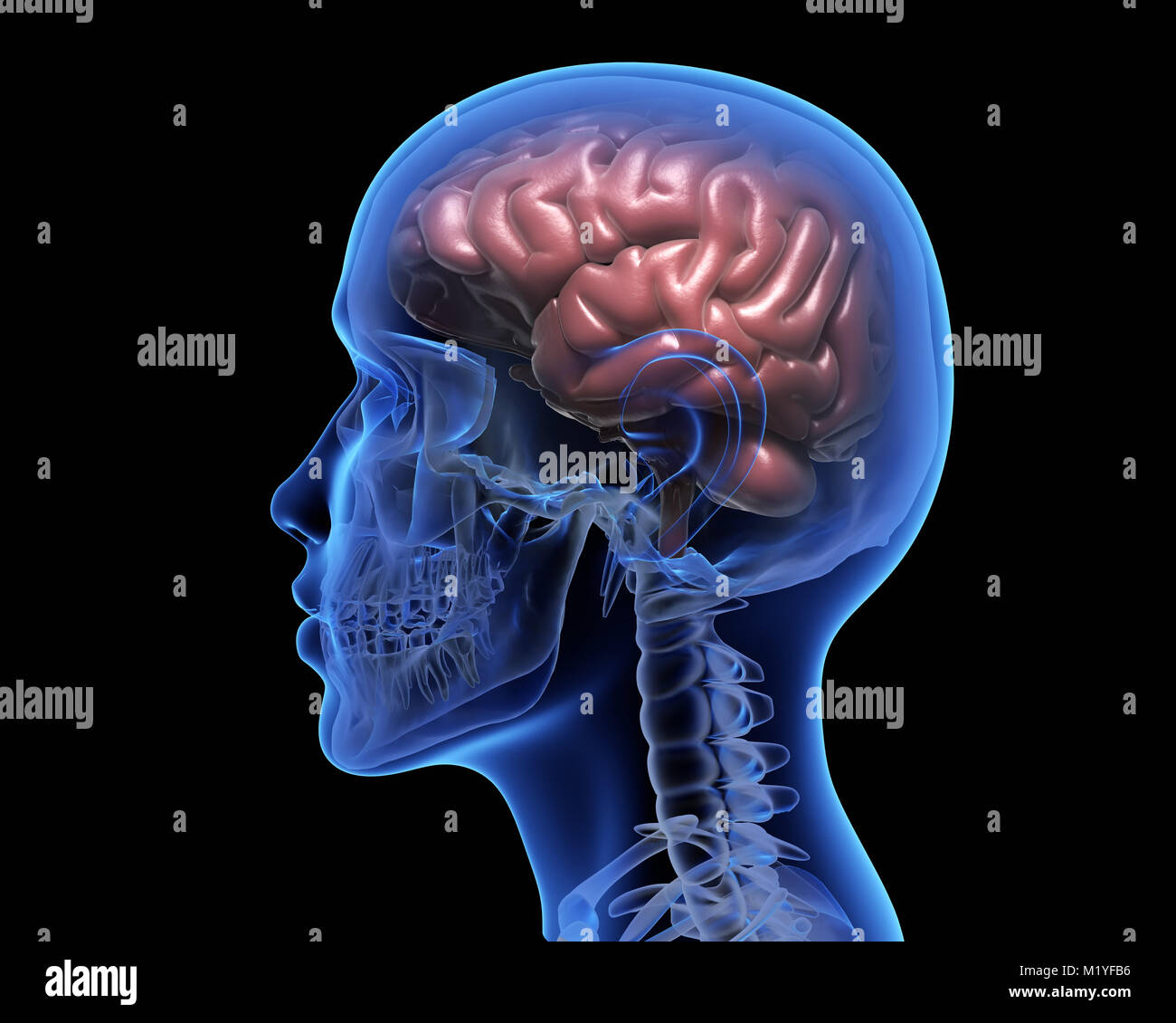 Cervello umano su sfondo nero. 3D illustrazione Foto Stock