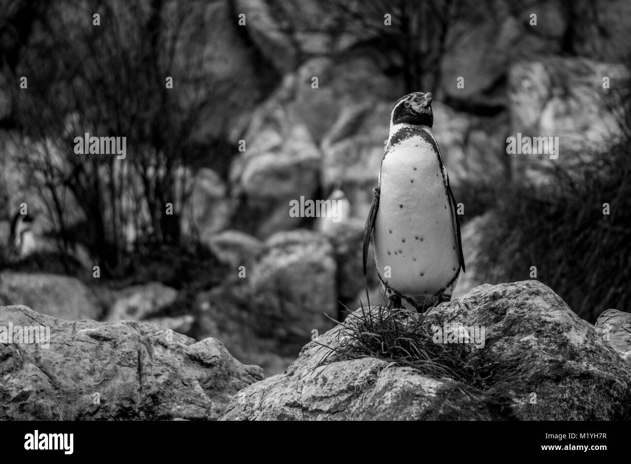 Immagine in bianco e nero di pinguini Humboldt allo zoo Foto Stock