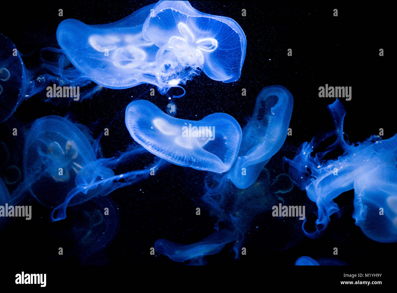 Meduse impressionante display di bioluminescenza Foto Stock