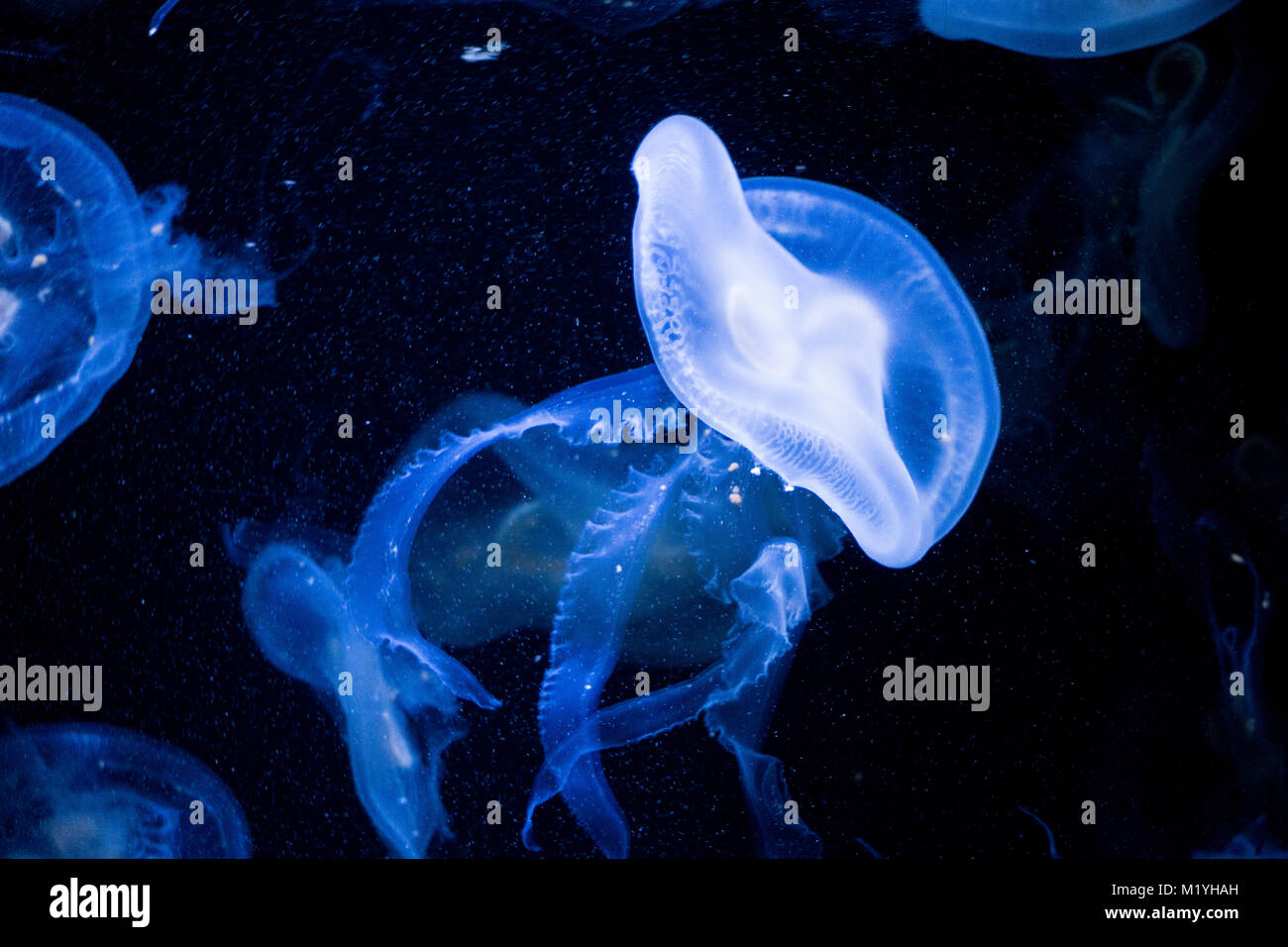 Meduse bioluminescenti sotto luce ultravioletta Foto Stock