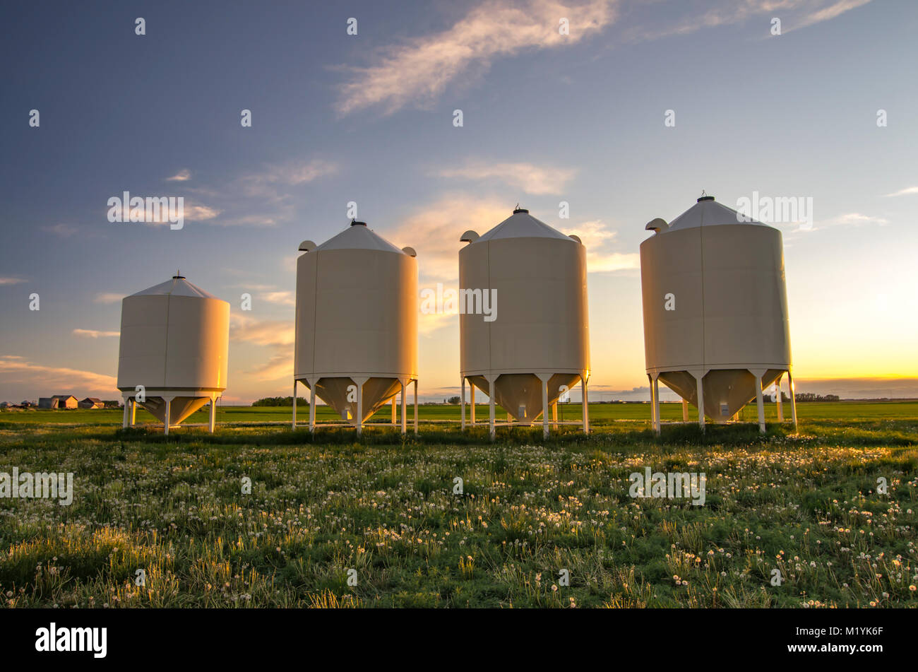 Alberta, Canada. Quattro silos per il grano al tramonto in primavera. Foto Stock