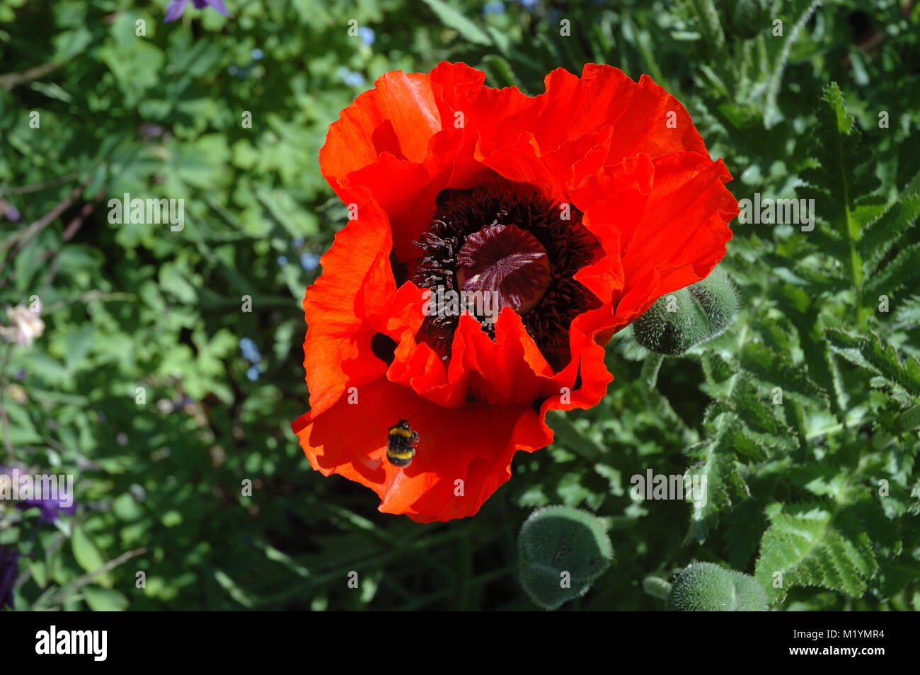 Bee, rosso papavero, Sheffield, Inghilterra Foto Stock