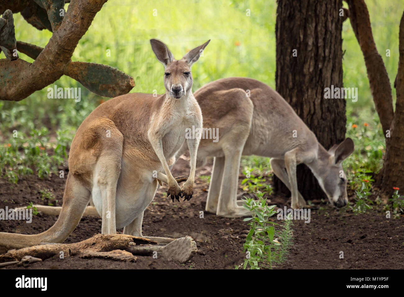 Un canguro con il nero e il bianco marcature sulla sua faccia - il marchio di un canguro rosso (macropus rufus). I due canguri sono in piedi in ombra Foto Stock