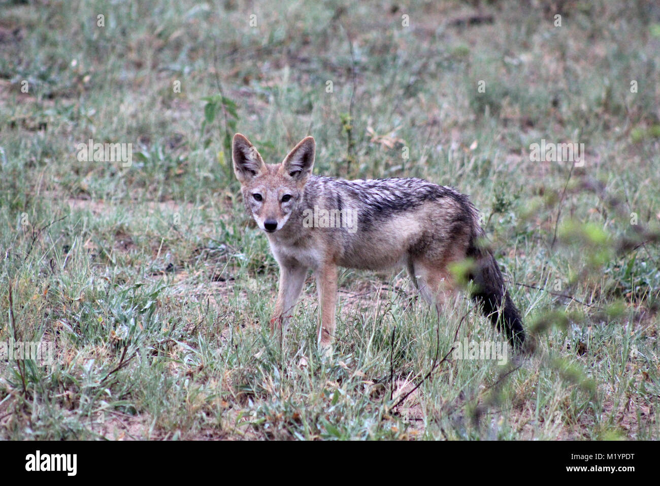 Jackal al Kruger Park savannah Sud Africa Foto Stock