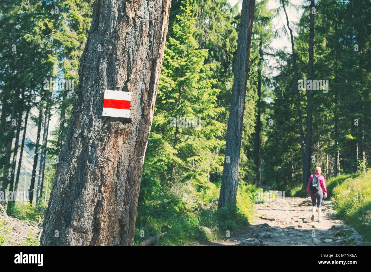 Rosso Sentiero in Alti Tatra Pineta Foto Stock