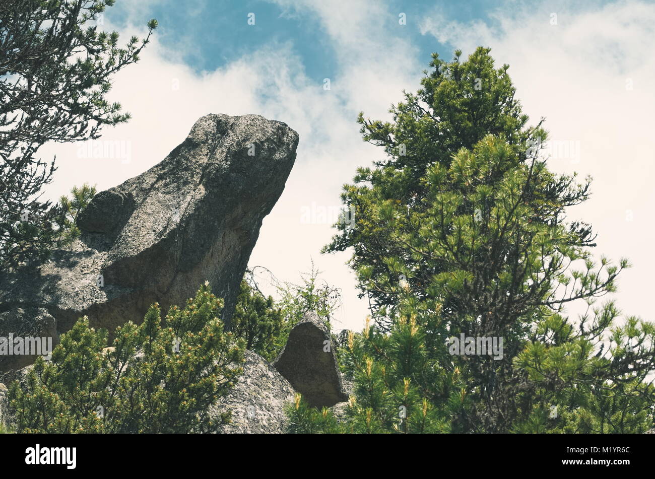 Testa di lucertola Rock con Pino in Alti Tatra Foto Stock