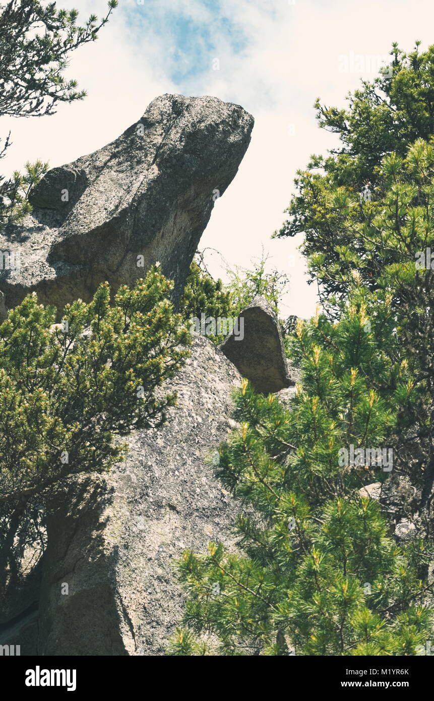 Testa di lucertola Rock con Pino in Alti Tatra Foto Stock