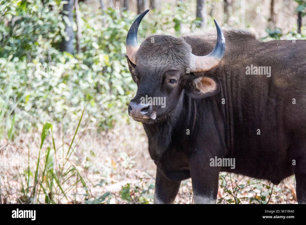 Il Bisonte indiano o Gaur, Bos sauro, Bandhavgarh National Park, Madhya Pradesh, India Foto Stock