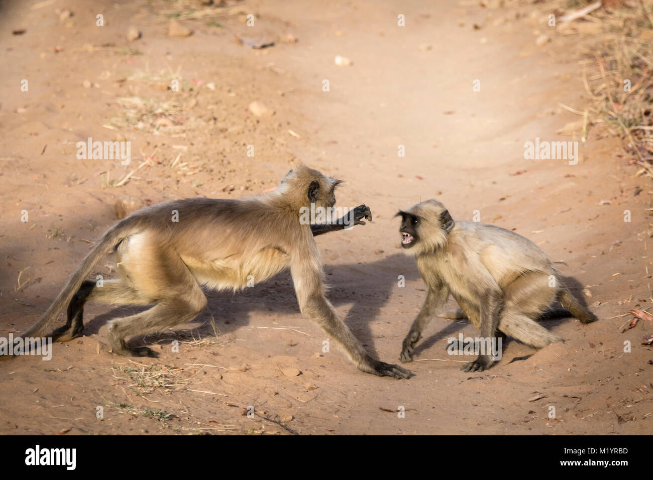 Due giovani wild Hanuman scimmie Langur o grigio, Langurs Semnopithecus, play-fighting, mostrando i denti, Bankhavgarh Riserva della Tigre, Madhya Pradesh, India Foto Stock