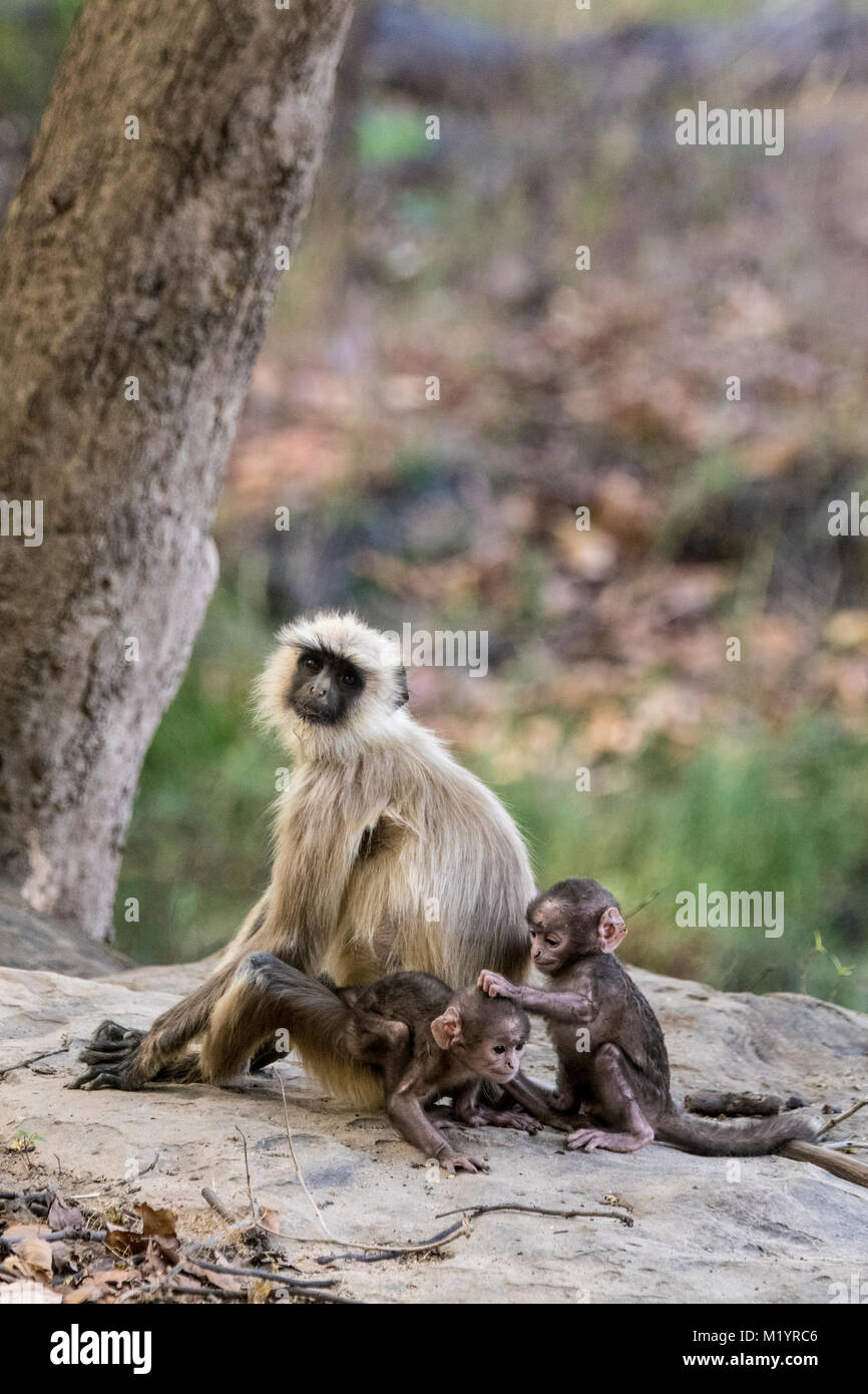 Famiglia di Hanuman scimmie Langur o grigio, Langurs Semnopithecus, adulti e due bambini giocando, tira i capelli, Bandhavgarh National Park, India Foto Stock