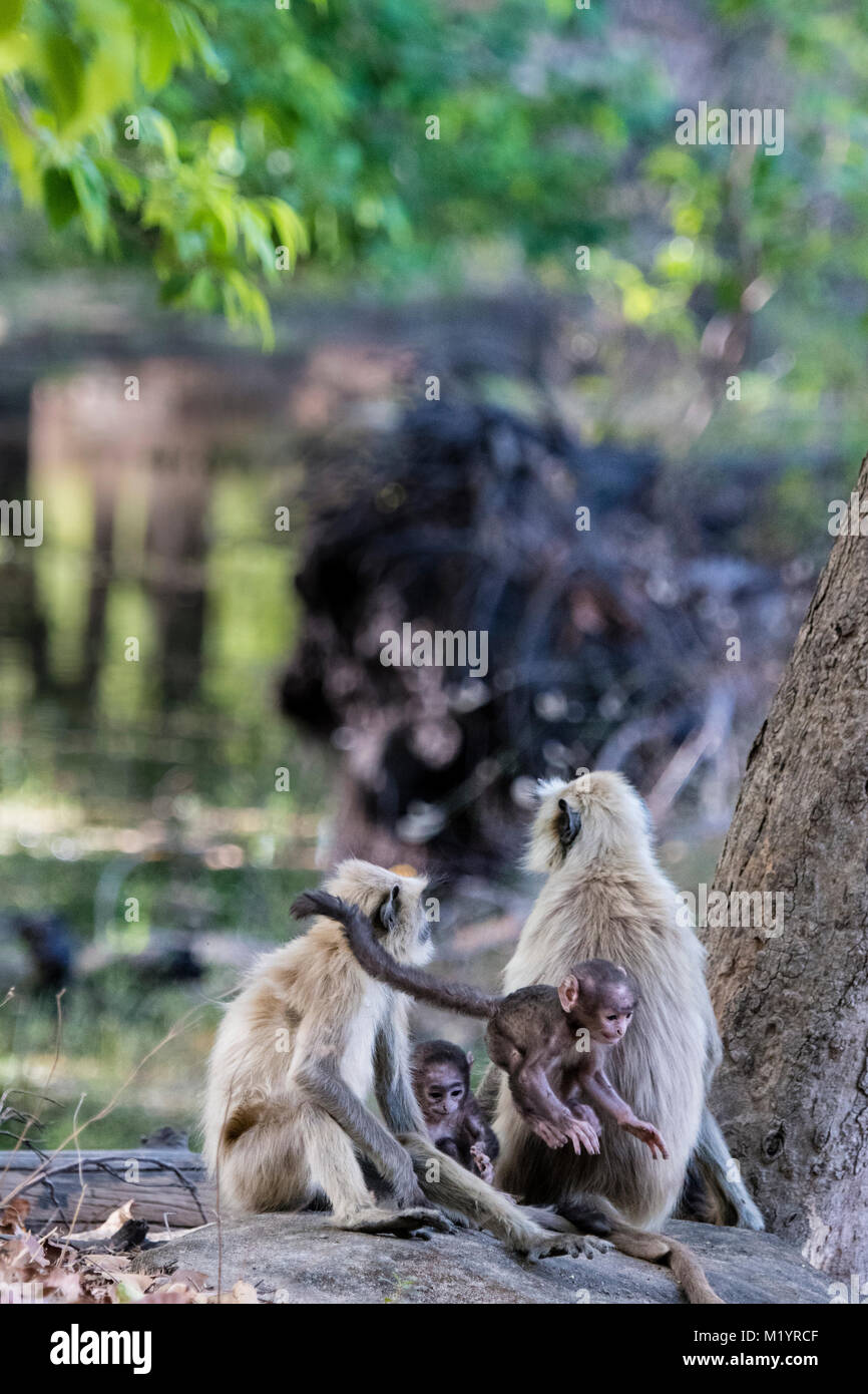 Famiglia di wild Langurs grigio o Hanuman Langur scimmie, Semnopithecus, genitori e due bambini giocando, saltando, Bandhavgarh National Park, India Foto Stock