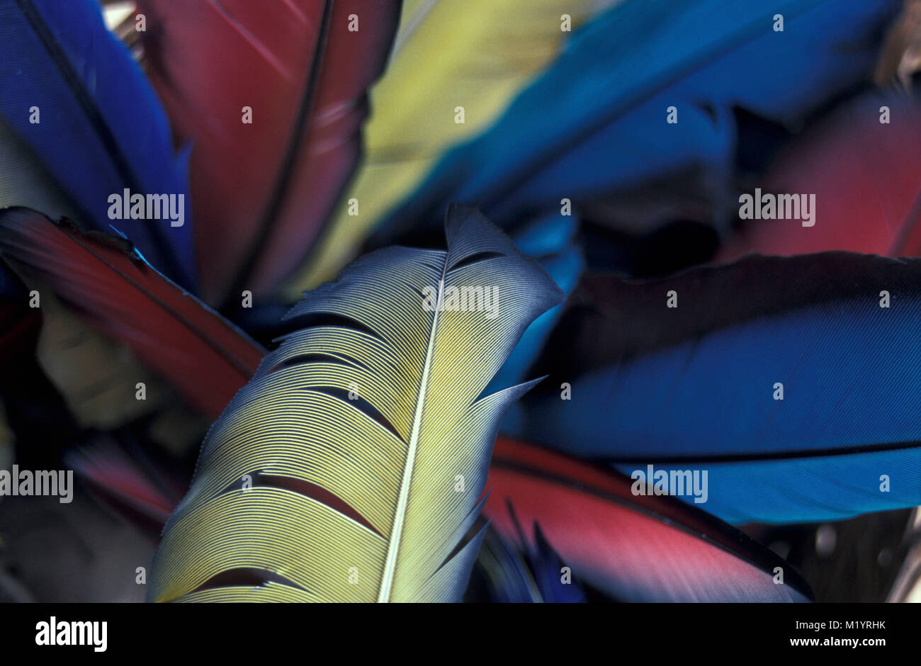 Bolivia. Reyes. Bacino Amazzonico. Piume di pappagalli, utilizzato da Chimanes indiani per le frecce. Foto Stock