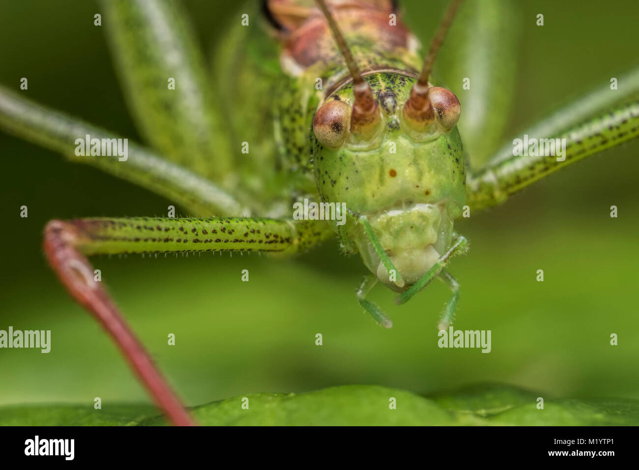 Chiazzato Bush Cricket (Leptophyes punctatissima) vicino la foto di un maschio su una foglia. Clonmel, Tipperary, Irlanda. Foto Stock