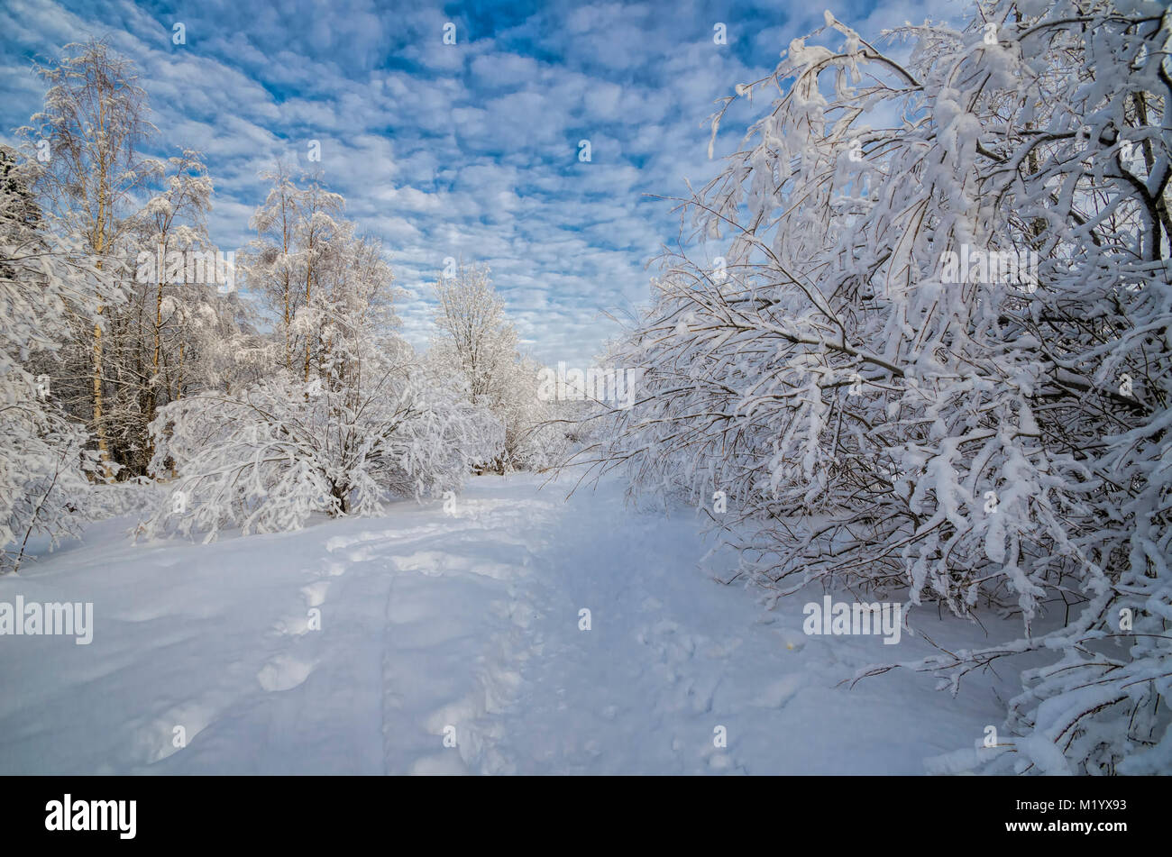 Sentiero attraverso la foresta di neve Foto Stock