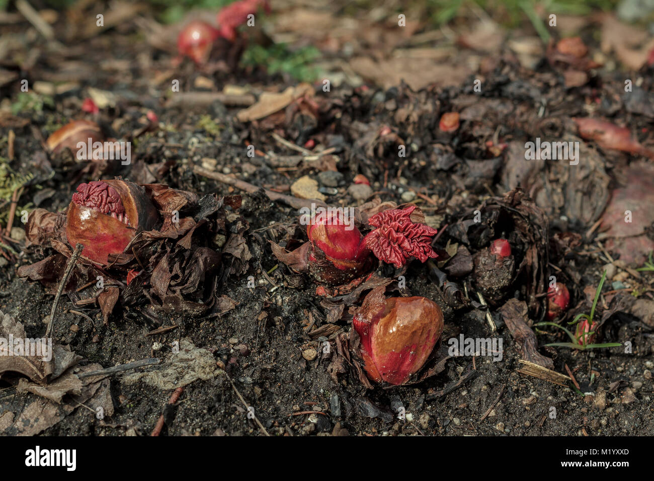 La prima coltura alimentare in un giardino nel cortile, rabarbaro's carnosi boccioli rosso emerge dal suolo nel tardo inverno, prima che le foglie sono visibili. Foto Stock