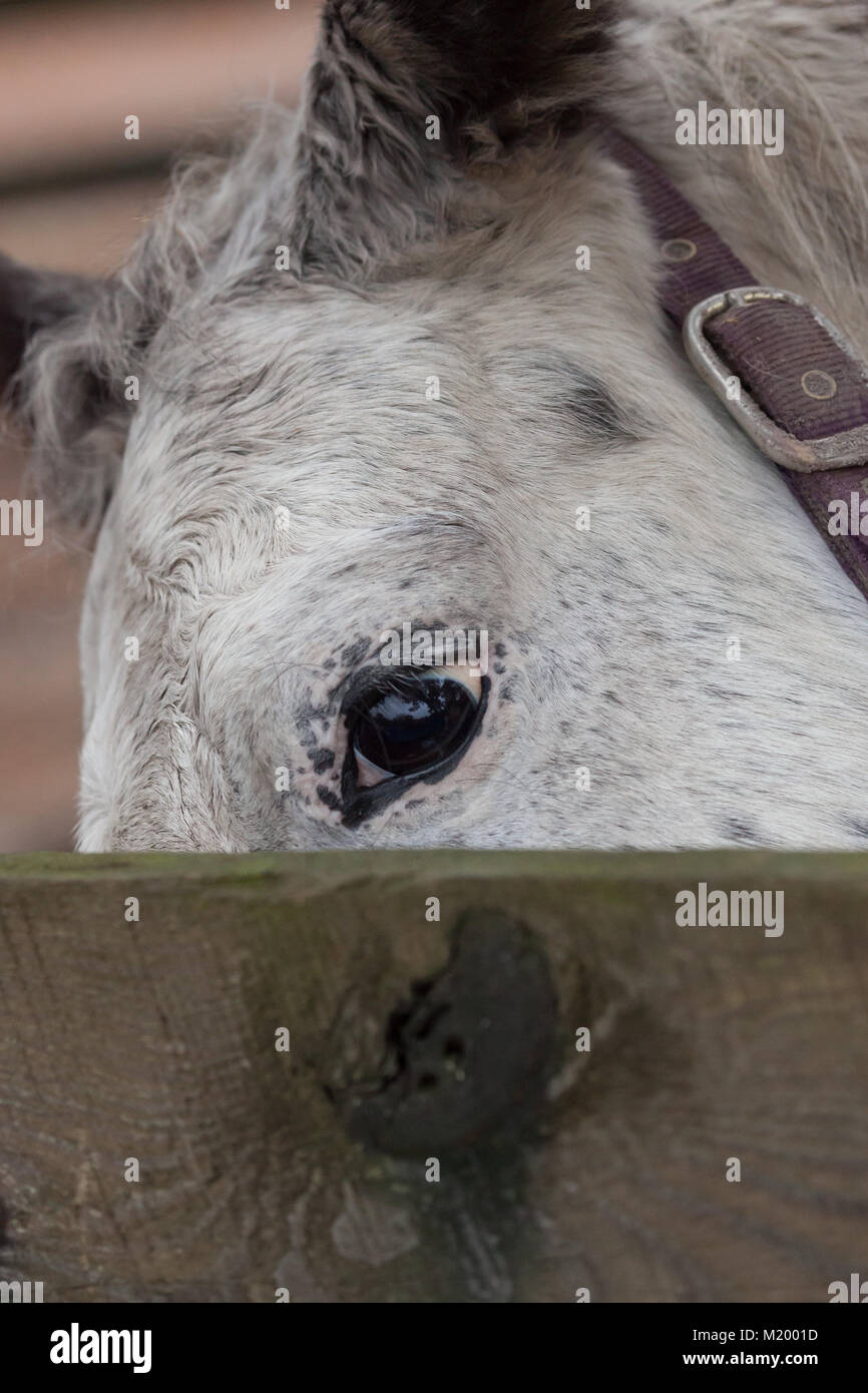 Un primo piano guardare negli occhi di un cavallo bianco. Foto Stock
