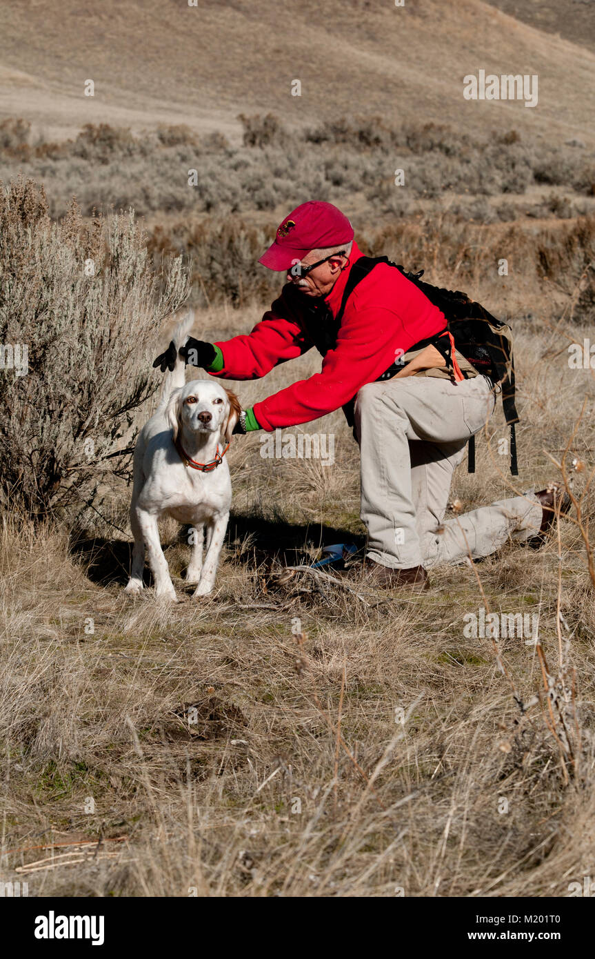 Dog trainer lavora con Setter inglese Foto Stock