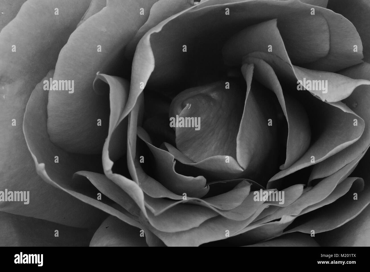 Primo piano di una rosa in bianco e nero. Foto Stock