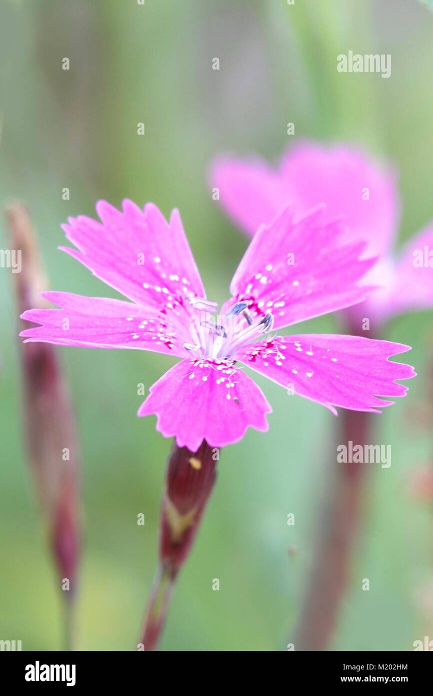Maiden rosa, Dianthus deltoides, crescente selvatici in Finlandia Foto Stock