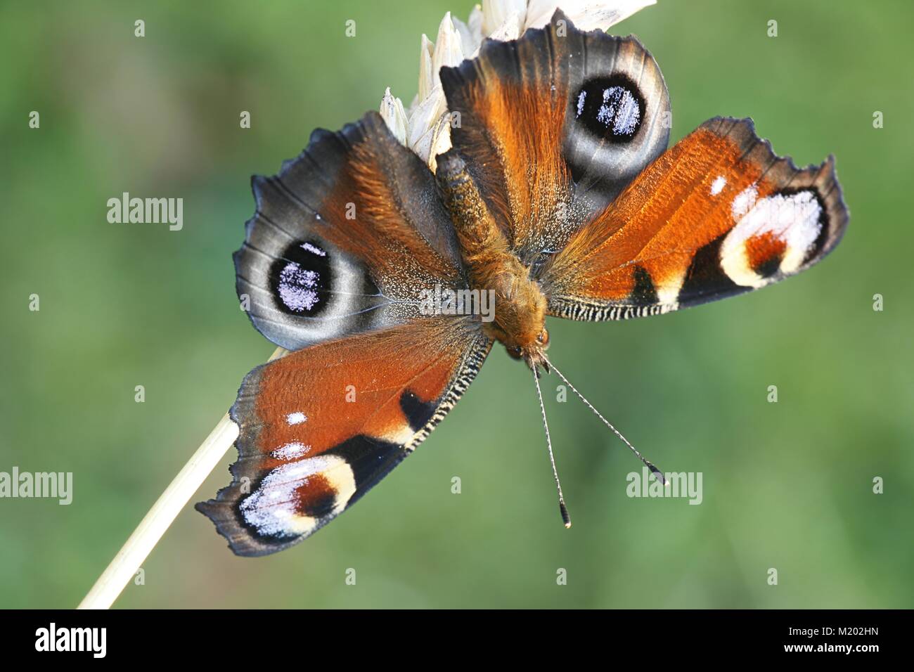 Unione farfalla pavone, Nymphalis io Foto Stock