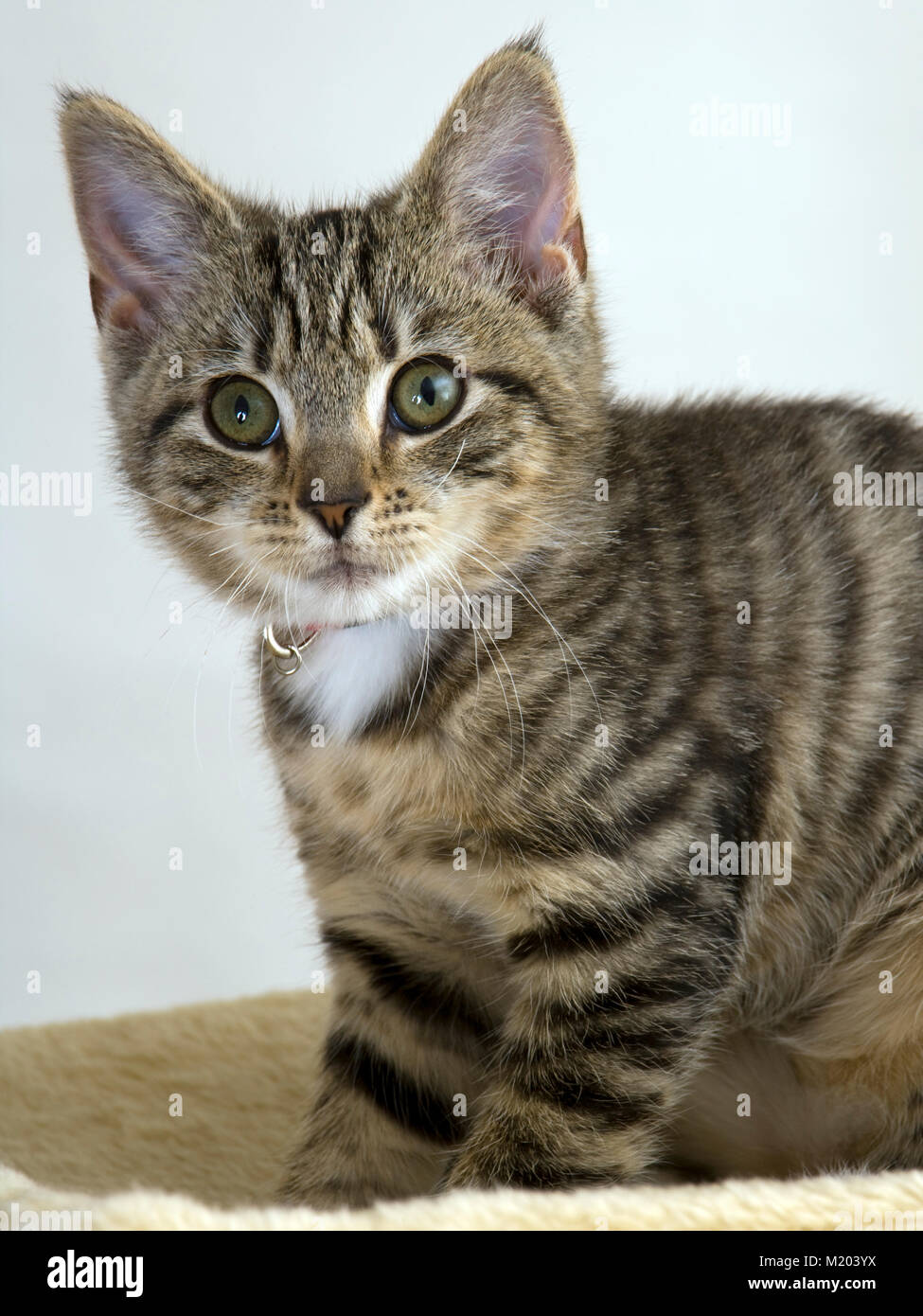 Gattino giovane e carino che guarda la telecamera preoccupata Foto Stock