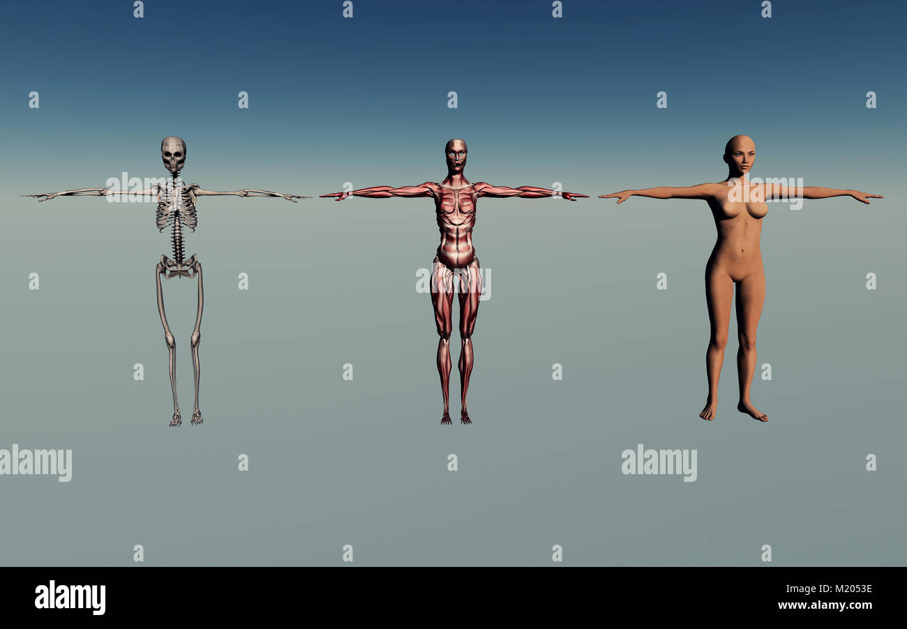 Femmina Anatomia Umana Foto Stock