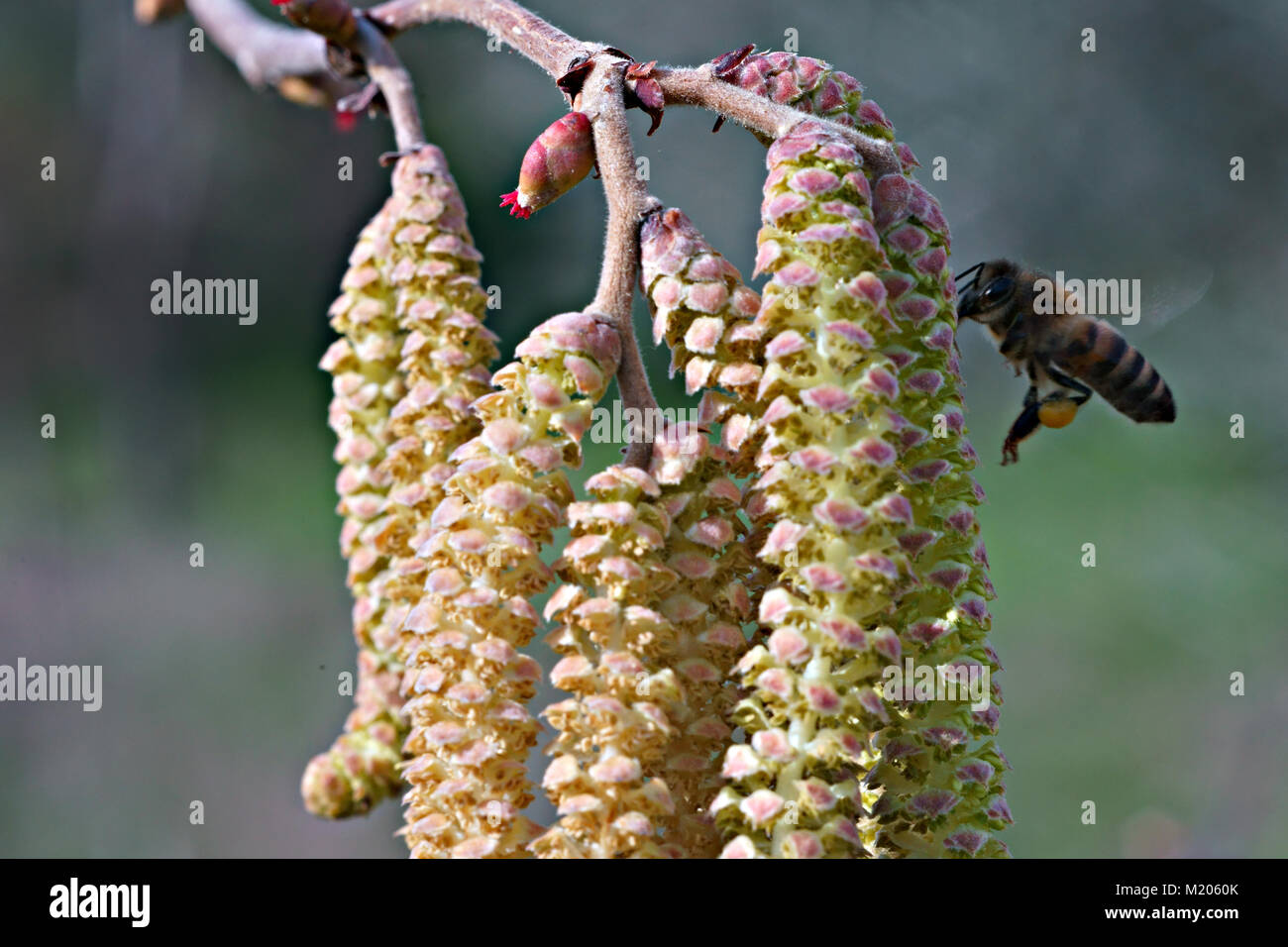 Il miele delle api sul nocciolo fiore in Toscana, Italia Foto Stock