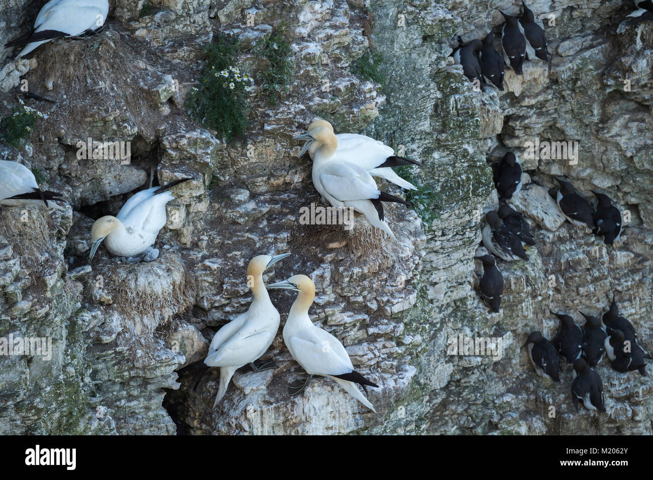 Alta Vista ravvicinata di nidificazione di uccelli marini (sule & guillemots) sui rocciosi chalk cliff-nidi laterale - Bempton Cliffs RSPB riserva, East Yorkshire, Inghilterra2 Foto Stock