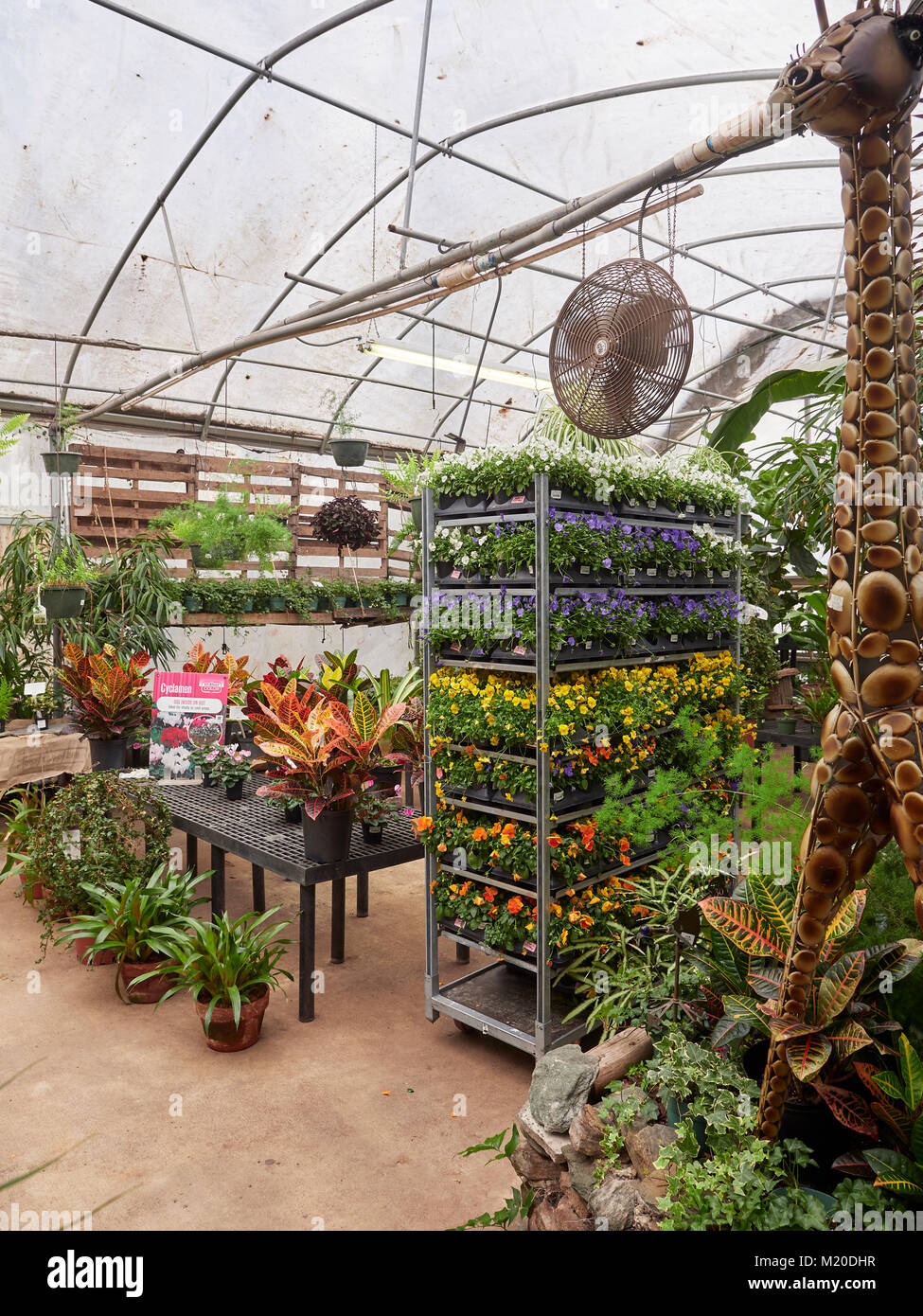 Varietà di piante e fiori tra cui pansies, in vendita in un negozio per vivaio hot house di Auburn Alabama, Stati Uniti. Foto Stock