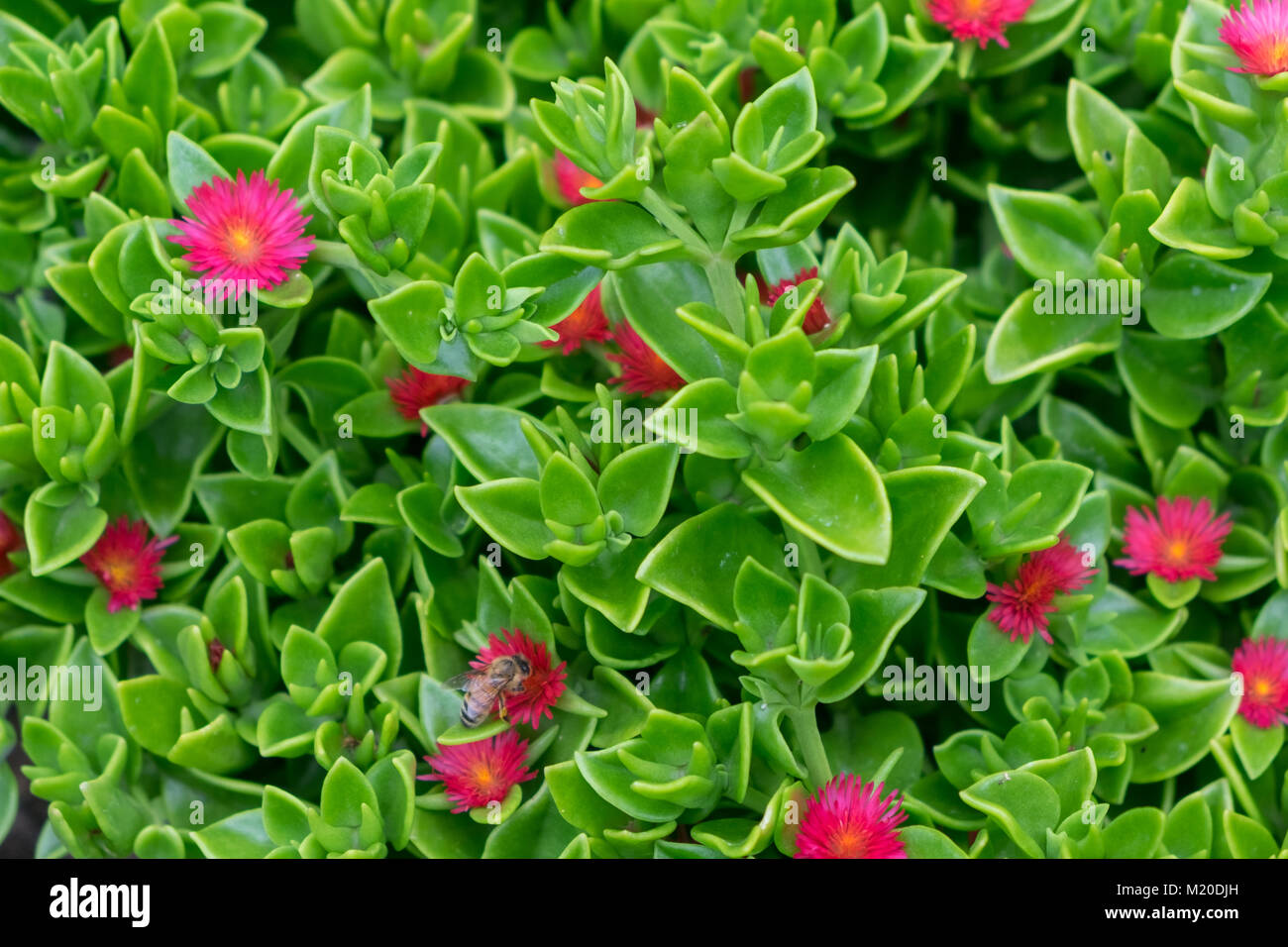 Ape su sole rosa la copertura del terreno fiore il mio giardino Australia Occidentale Foto Stock