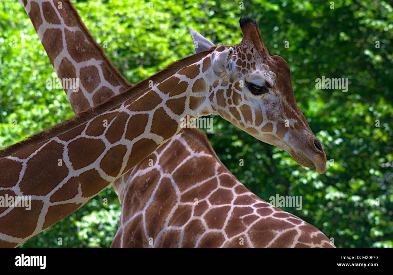 Le Giraffe reticolate presso lo Zoo Nazionale nel Distretto di Columbia Foto Stock