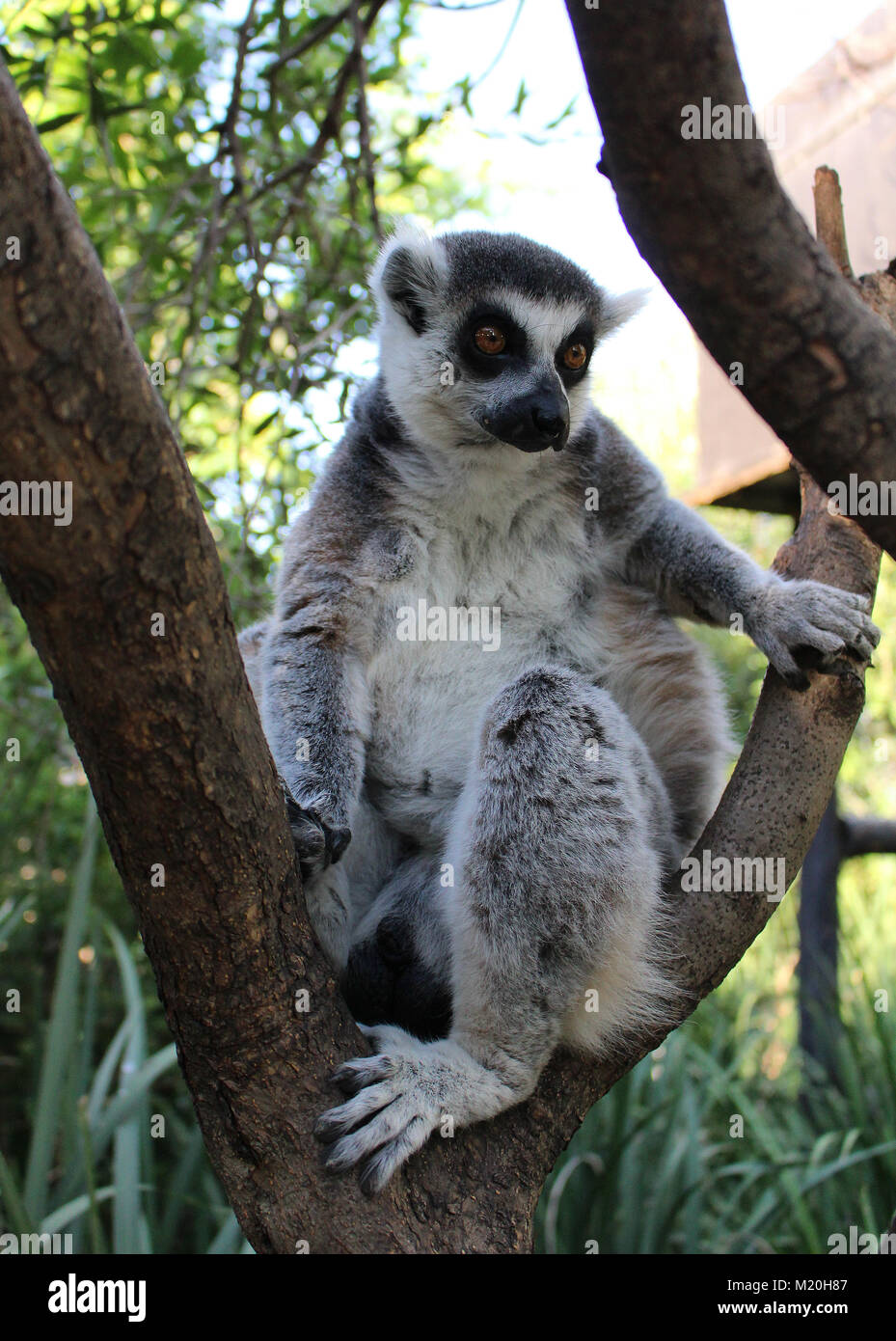 Anello-tailed lemur (Lemure Katta) Foto Stock