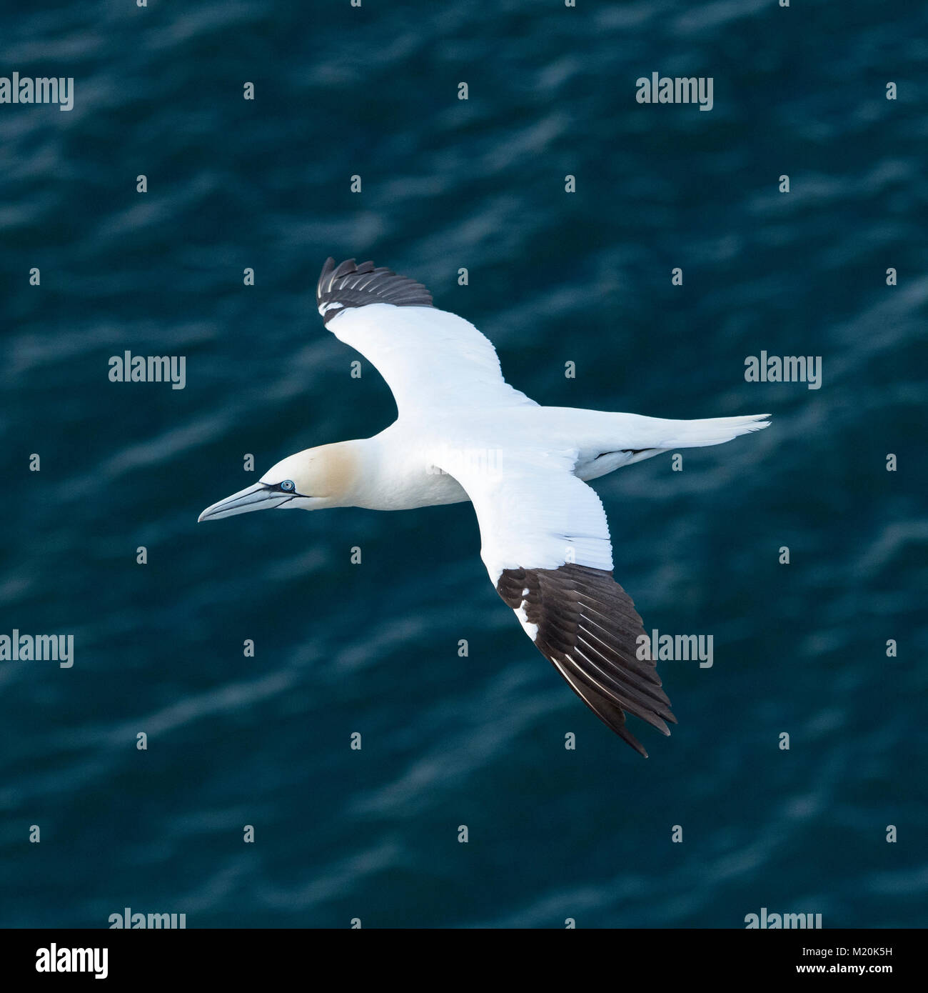 Close-up di alta vista soleggiato gannett battenti & innalza sul Mare del Nord, ali distese - Bempton Cliffs RSPB riserva, East Yorkshire, Inghilterra, Regno Unito. Foto Stock