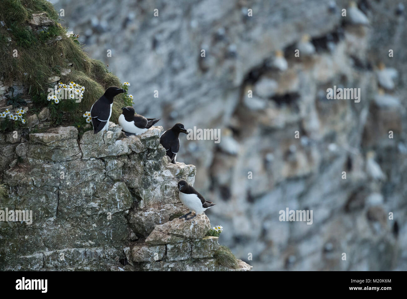 Close-up di 4 adulti razorbills seduto su shallow, strette cenge impostato in un roccioso, chalk cliff - Bempton Cliffs RSPB riserva, East Yorkshire, Inghilterra. Foto Stock