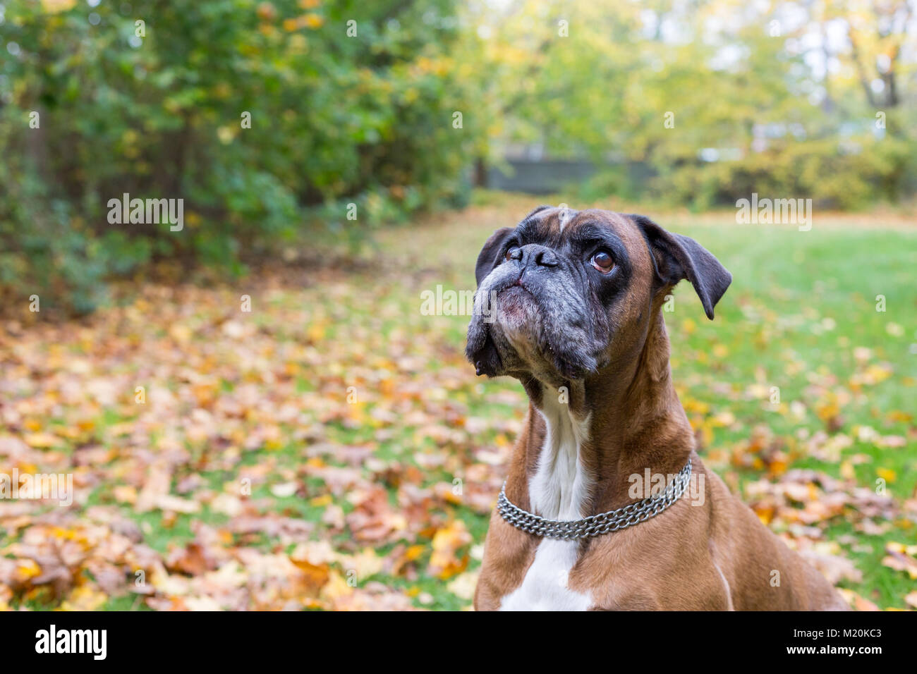 Boxer tedesche è vuole biscotto cane Foto Stock
