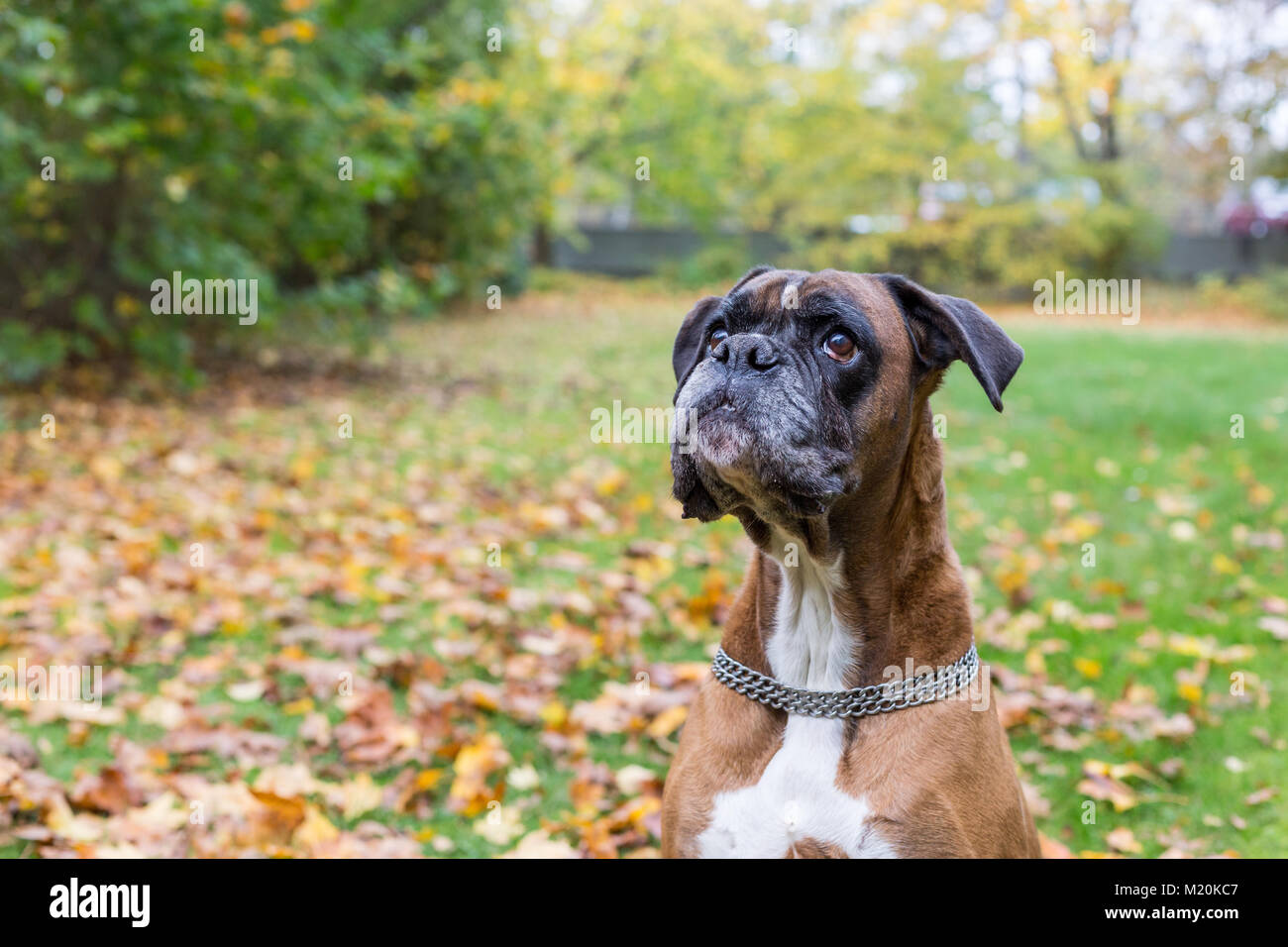 Boxer tedesche è alla ricerca di biscotto cane Foto Stock