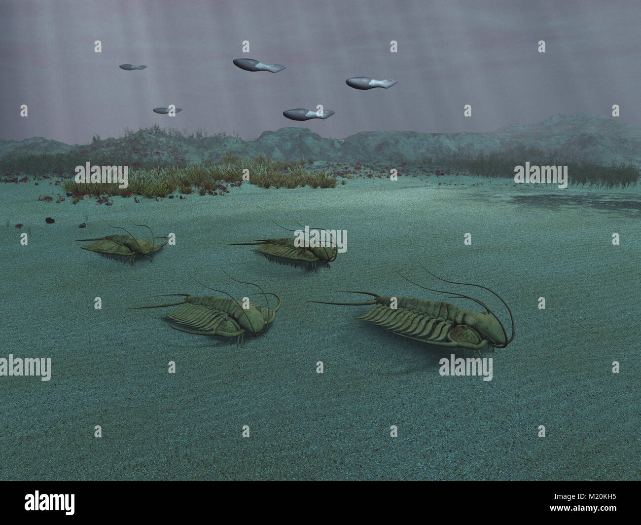 3D illustrazione di un gruppo di trilobiti Foto Stock