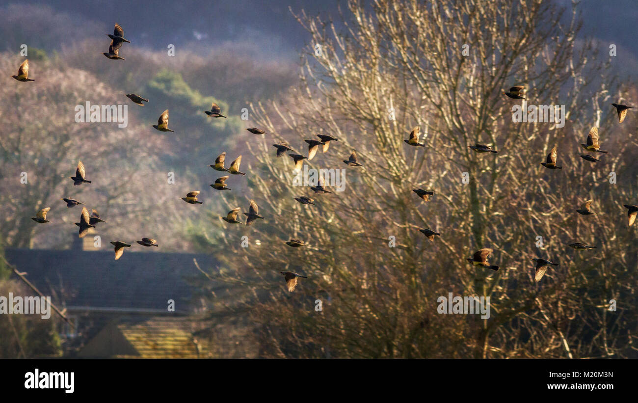 Regno Unito wildlife: misto gregge di comune storni (Sturnus vulgaris) e cesene (Turdus pilaris) in volo a vagare per la campagna Foto Stock