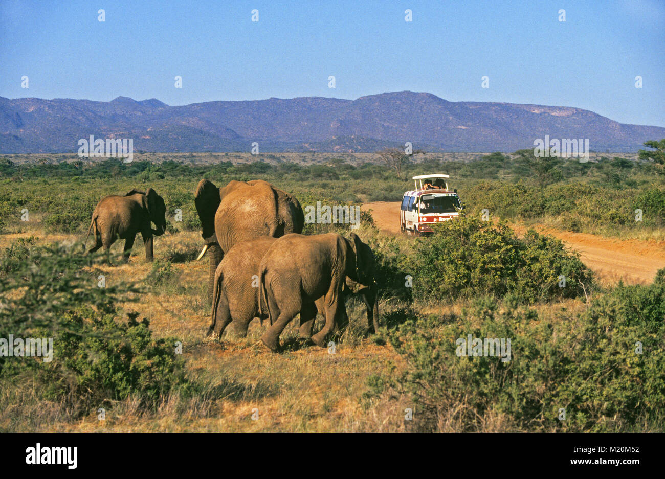Persone su un safari fotografico in un minivan, fermata per fotografare un gruppo di elefanti africani nel Masai Mara National Park, Keny, Africa orientale Foto Stock