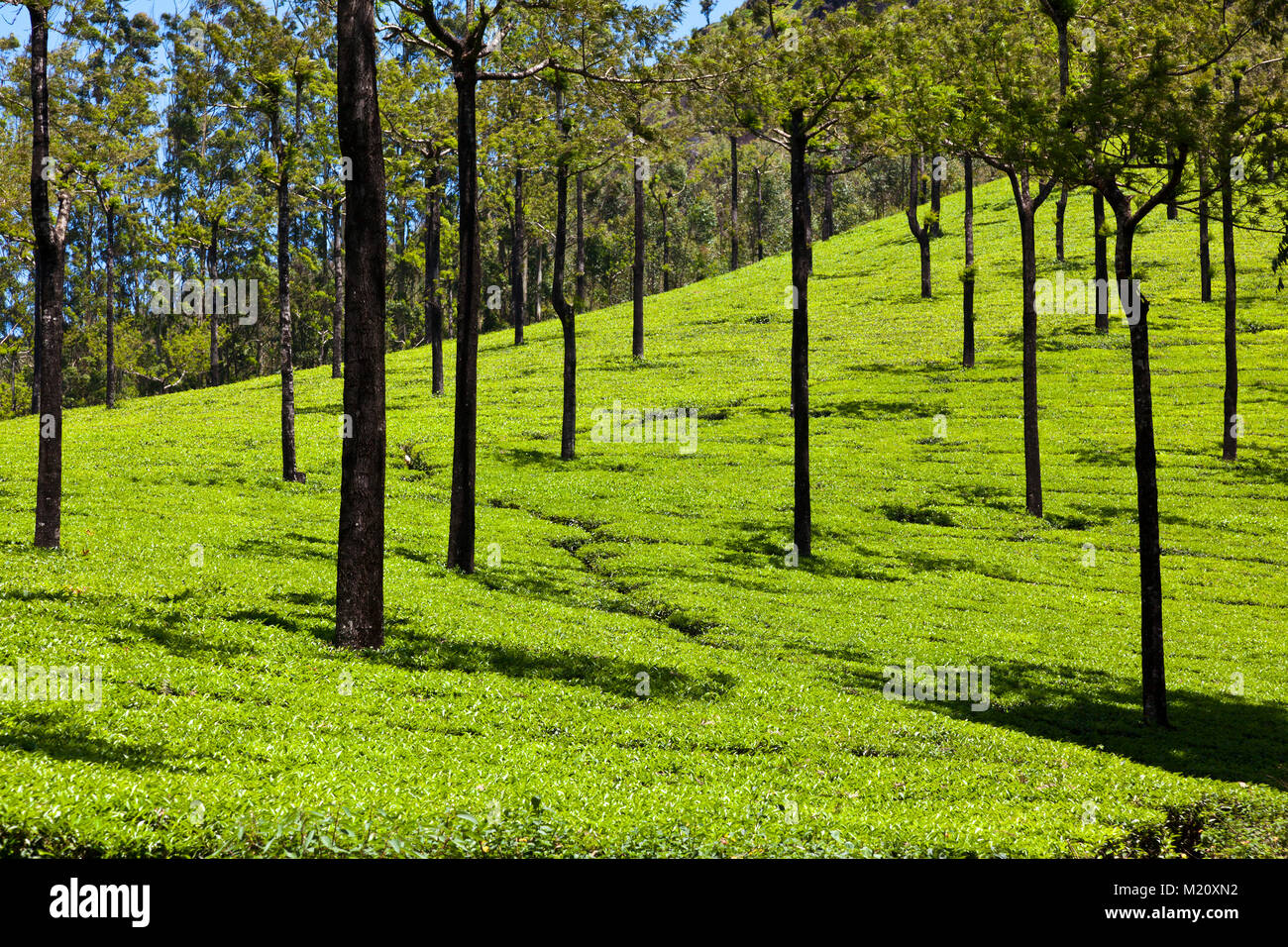 La piantagione di tè a Madupatty, vicino a Munnar, in Kerala, India. Foto Stock