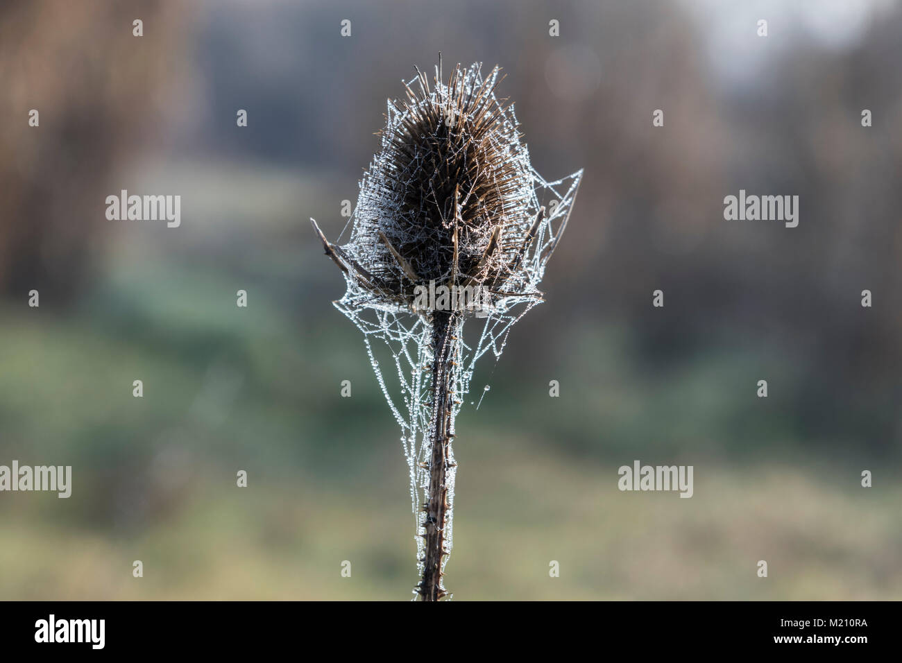 La nebbia e il fiore Foto Stock