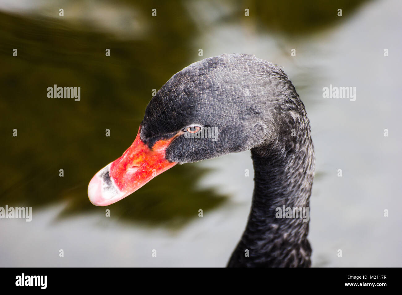 Testa, il collo e il becco di un cigno nero, Tenerife 2016 Foto Stock