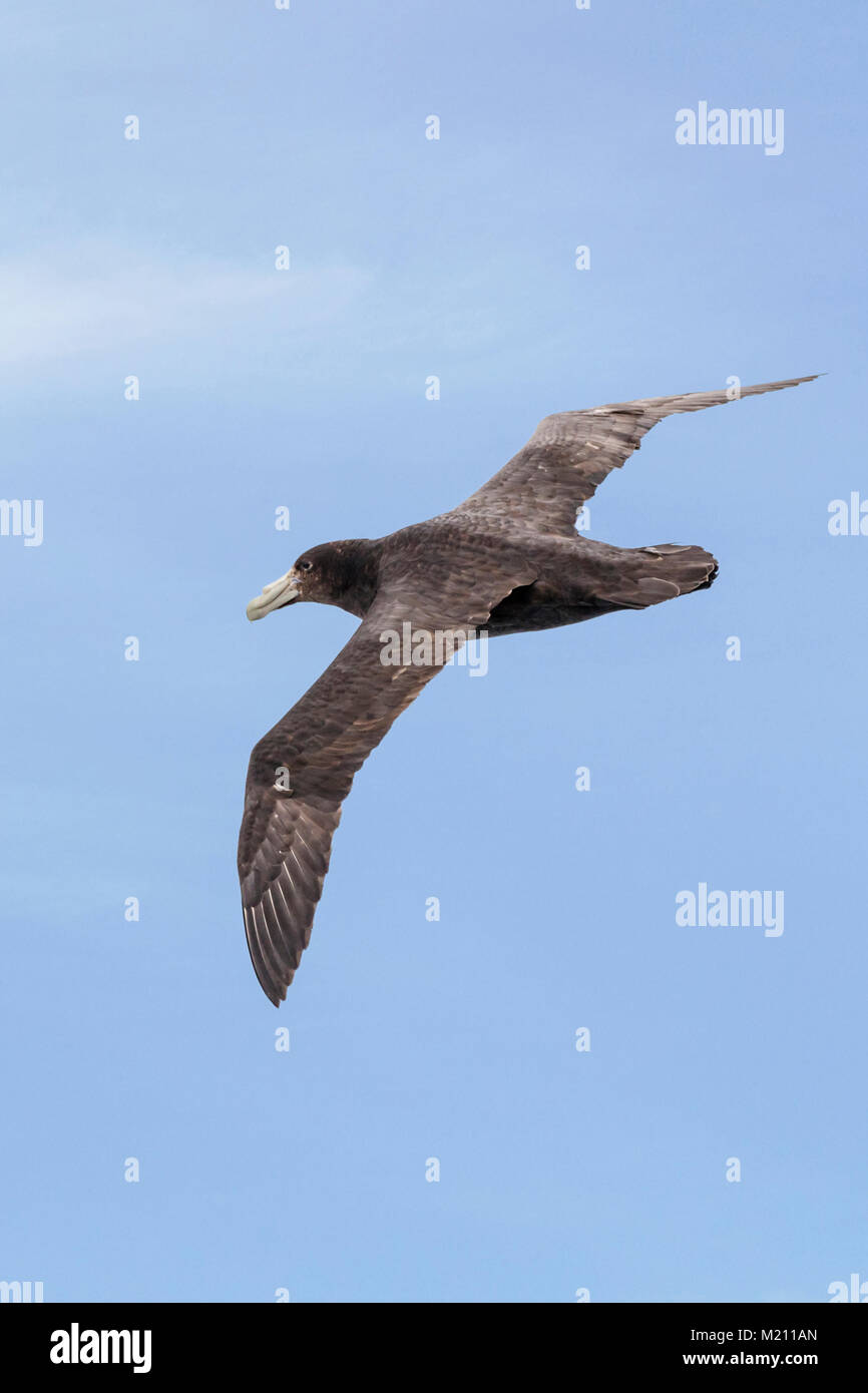 Il gigante del sud Petrel; Macronectes giganteus; Antartico petrel gigante; fulmar gigante; stinker; stinkpot; pinguini volare sopra il Drake passaggio tra un Foto Stock