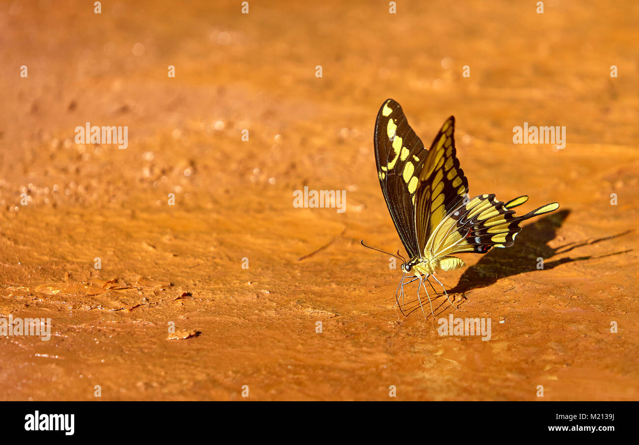 Farfalle a Iguacu Foto Stock